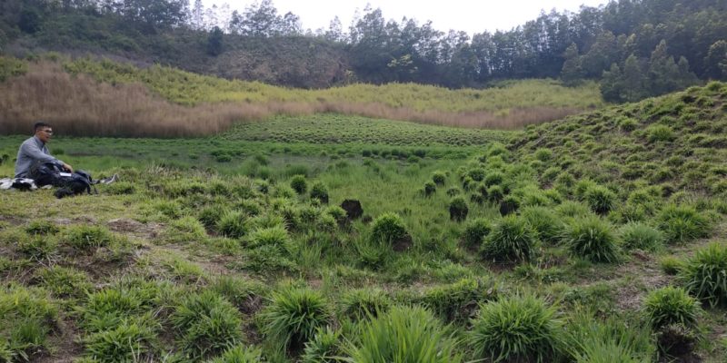 Savana Pangonan