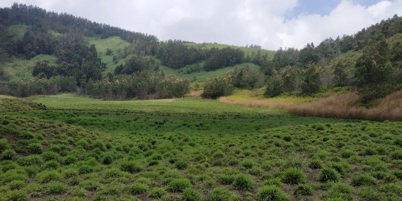 Savana Pangonan