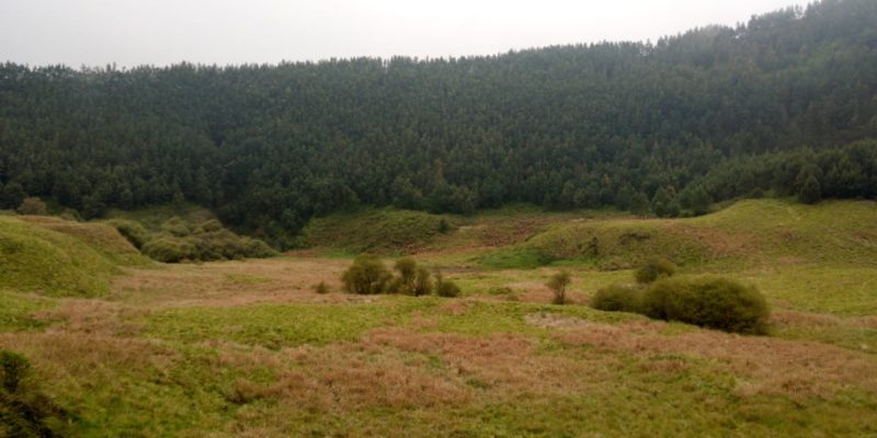Savana Pangonan